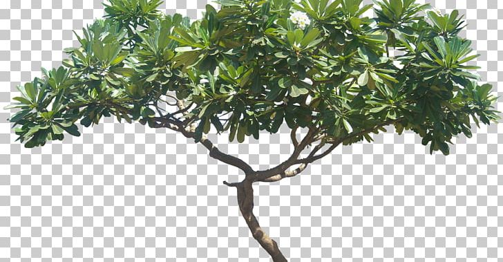 Plumeria Alba Tree Plant Shrub PNG, Clipart, Apocynaceae, Baum, Branch, Busch, Bush Free PNG Download