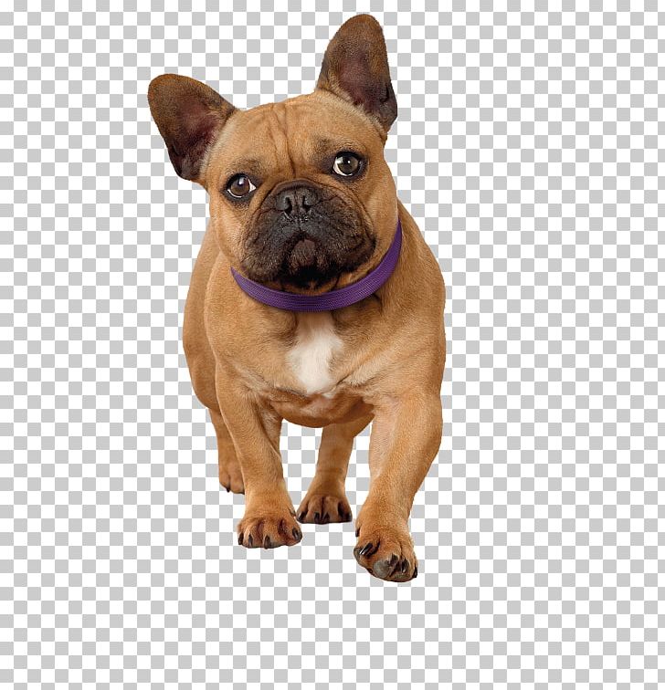 Toy Bulldog French Bulldog Olde English Bulldogge Dorset Olde Tyme Bulldogge Puppy PNG, Clipart, Animals, Breed, Breed Group Dog, Bulldog, Carnivoran Free PNG Download