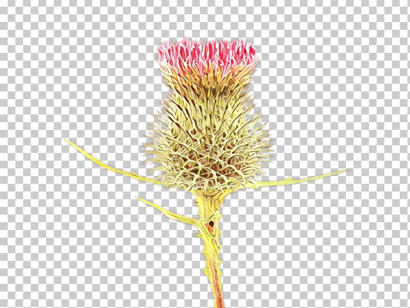 Flower Plant Teasel Pink Thistle PNG, Clipart, Burdock, Flower, Pink, Plant, Pollen Free PNG Download