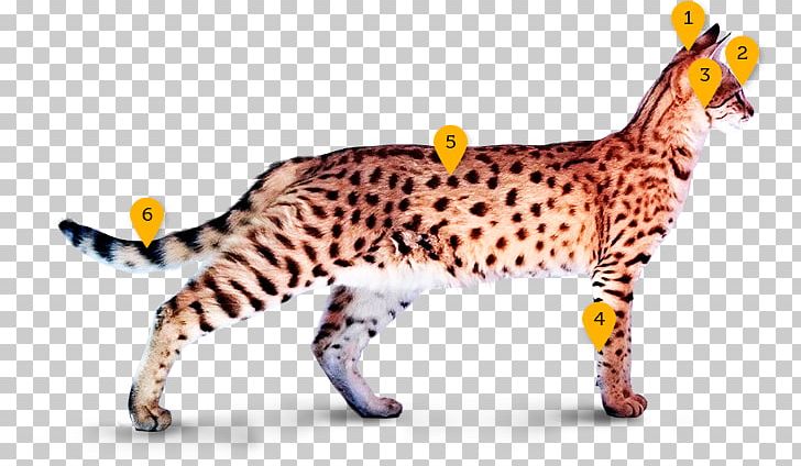 California Spangled Ocicat Bengal Cat Savannah Cat Ocelot PNG, Clipart, Animal, Animal Figure, Animals, Bengal, Bengal Cat Free PNG Download