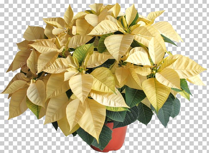 Poinsettia Flowerpot Color White PNG, Clipart, Color, Flower, Flowerpot, Flower Vine, Garden Free PNG Download