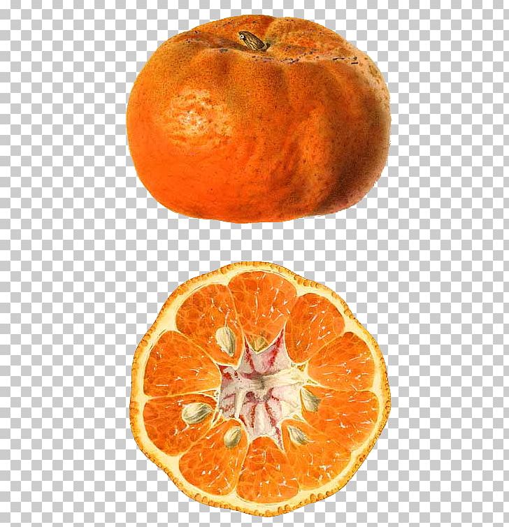 Clementine Mandarin Orange Tangerine Rangpur Blood Orange PNG, Clipart, Bitter Orange, Blood Orange, Chenpi, Citric Acid, Citrullus Lanatus Free PNG Download