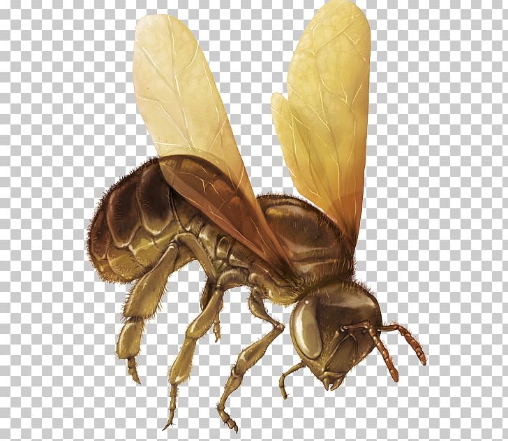 Honey Bee Hornet Pollinator Insect PNG, Clipart, Arthropod, Bee, Colobocentrotus Atratus, Ecosystem Services, Honey Bee Free PNG Download