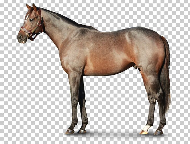Stallion Mustang Moyle Horse Pony Narragansett Pacer PNG, Clipart, Breed, Bridle, Equus, Foal, Horse Free PNG Download
