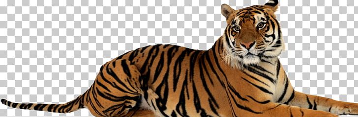 The American Heritage Dictionary Of The English Language The American Heritage Children's Dictionary Children Solving Problems Jungle View Resort Ranthambhore PNG, Clipart, Animal Figure, Big Cats, Carnivoran, Cat Like Mammal, Dictionary Free PNG Download