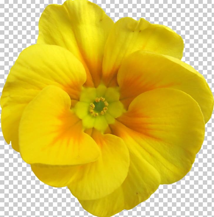 Yellow Flower Garden Roses Petal PNG, Clipart, Annual Plant, Apricot, Blossom, Color, Evening Primrose Free PNG Download