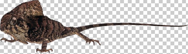 Lizard Common Iguanas Chameleons PhotoScape PNG, Clipart, Animal, Animal Figure, Animals, Beak, Bird Free PNG Download