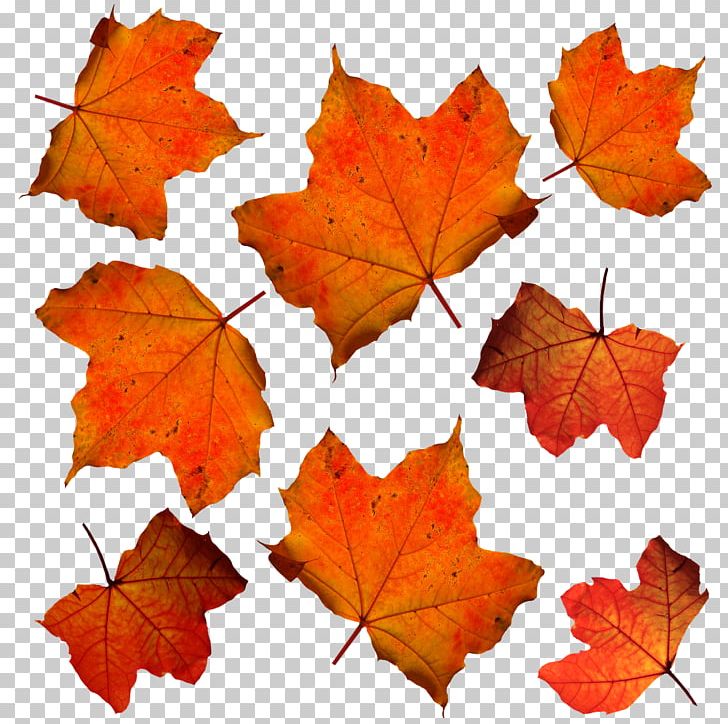 Autumn Leaf Color Orange PNG, Clipart, Autumn, Autumn Leaf Color, Autumn Leaves, Color, Deciduous Free PNG Download