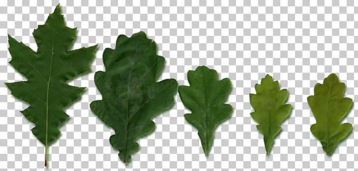 Leaf Vegetable Plant Stem Tree PNG, Clipart, Grass, Leaf, Leaf Vegetable, Plant, Plant Stem Free PNG Download