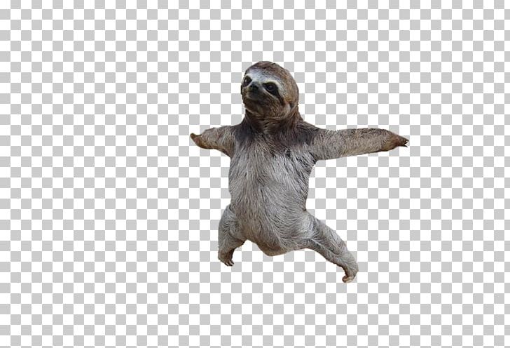 Adopt A Sloth Baby Sloths PNG, Clipart, Adopt, Adopt A Sloth, Android, Animal, Baby Free PNG Download