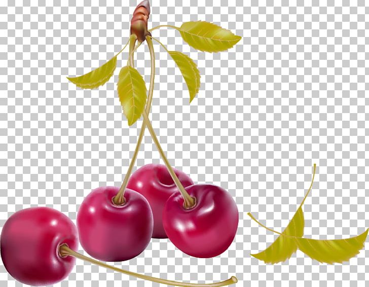 Berry Cherry PNG, Clipart, Apple Fruit, Berry, Cherry, Cherry Blossom, Deduction Free PNG Download