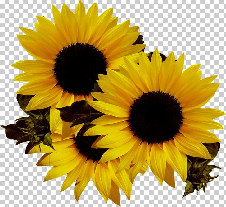 Common Sunflower Sunflower Seed PNG, Clipart, Annual Plant, Black And White, Clip Art, Common Sunflower, Computer Icons Free PNG Download