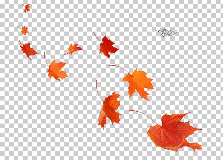 Maple Leaf Poster Autumn Mural PNG, Clipart, Autumn, Autumn Leaves, Branch, Color, Flower Free PNG Download