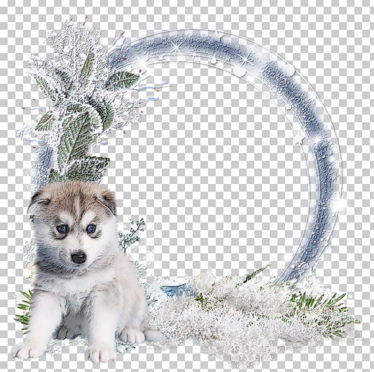 Siberian Husky Alaskan Malamute Winter Cluster Sakhalin Husky Saarloos Wolfdog PNG, Clipart, Akita Inu, Animal, Carnivoran, Desktop Wallpaper, Dog Breed Free PNG Download