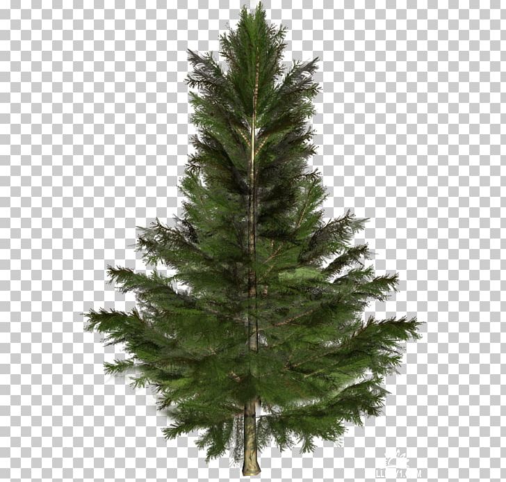 Spruce Fir Larch Pine Tree PNG, Clipart, Christmas Decoration, Christmas Ornament, Christmas Tree, Conifer, Conifers Free PNG Download