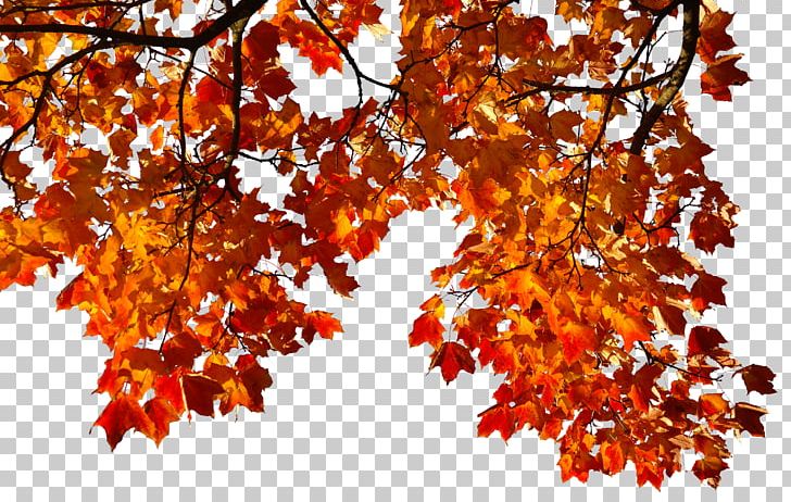 Autumn Leaf PNG, Clipart, Autumn, Autumn Leaf, Autumn Leaf Color, Autumn Leaves, Branch Free PNG Download