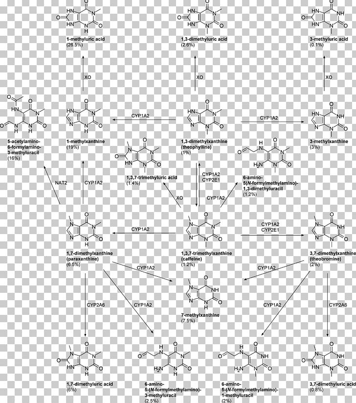 Paraxanthine Caffeine Metabolite Theobromine 1 PNG, Clipart, Angle, Anhydrous, Animal, Area, Artwork Free PNG Download