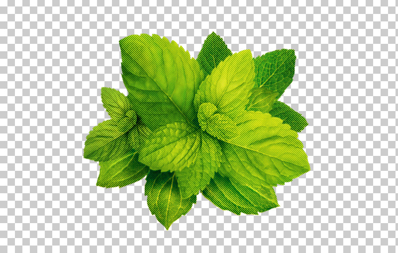 Leaf Plant Flower Mint Herb PNG, Clipart, Flower, Herb, Herbal, Leaf, Lemon Balm Free PNG Download