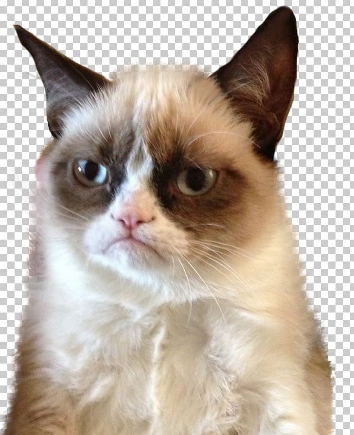 Grumpy Cat Meme Humour Mouse PNG, Clipart, Animal, Animals, Carnivoran, Cat, Cat Like Mammal Free PNG Download