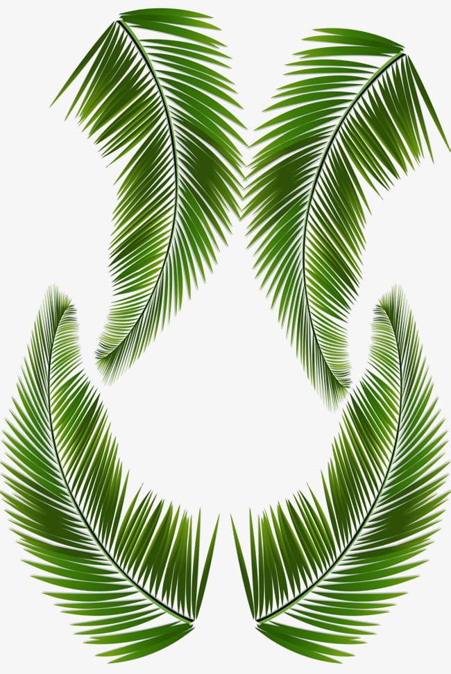 Palm Leaves Coconut Leaves PNG, Clipart, Coconut, Coconut Clipart, Coconut Clipart, Coconut Leaves, Leaves Free PNG Download
