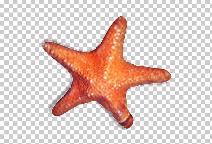 Starfish Sea Orange PNG, Clipart, Animal, Animals, Beach, Beautiful Starfish, Cartoon Starfish Free PNG Download