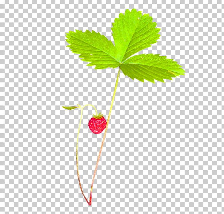 Strawberry Green Aedmaasikas PNG, Clipart, Aedmaasikas, Amorodo, Background Green, Branch, Christmas Decoration Free PNG Download