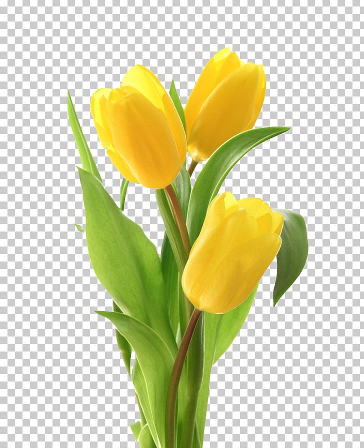 Tulip Flower Bouquet Greeting Card PNG, Clipart, Cut Flowers, Elements, Floral, Floral Design, Floristry Free PNG Download