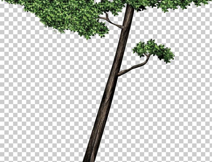 Twig Plant Stem Leaf Line PNG, Clipart, Branch, Grass, Leaf, Line, Plant Free PNG Download