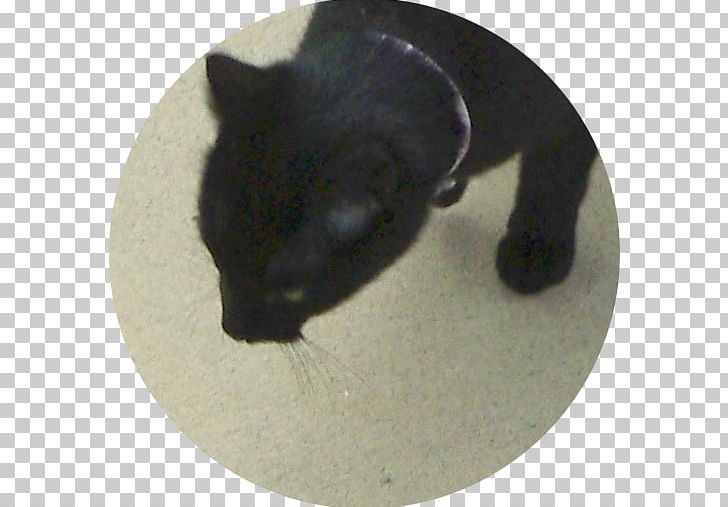 Whiskers Cat Snout Black M PNG, Clipart, Animals, Black, Black Cat, Black M, Carnivoran Free PNG Download