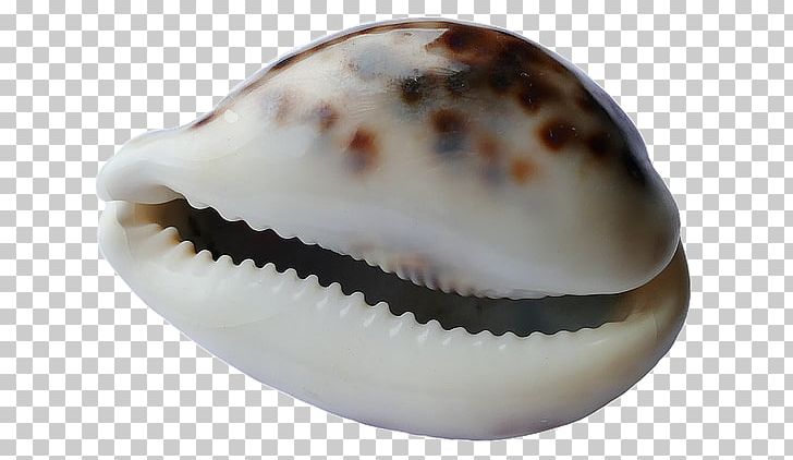 Cockle Seashell Mollusc Shell Shell Beach PNG, Clipart, Animals, Clam, Clams Oysters Mussels And Scallops, Cockle, Conch Free PNG Download