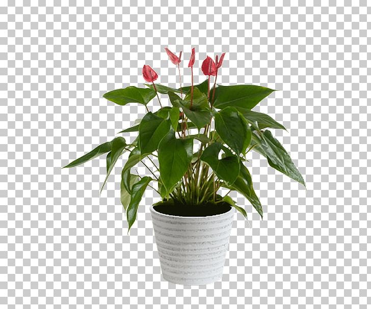 Cut Flowers Flowerpot Houseplant Leaf PNG, Clipart, Cut Flowers, Flower, Flowerpot, Houseplant, Leaf Free PNG Download