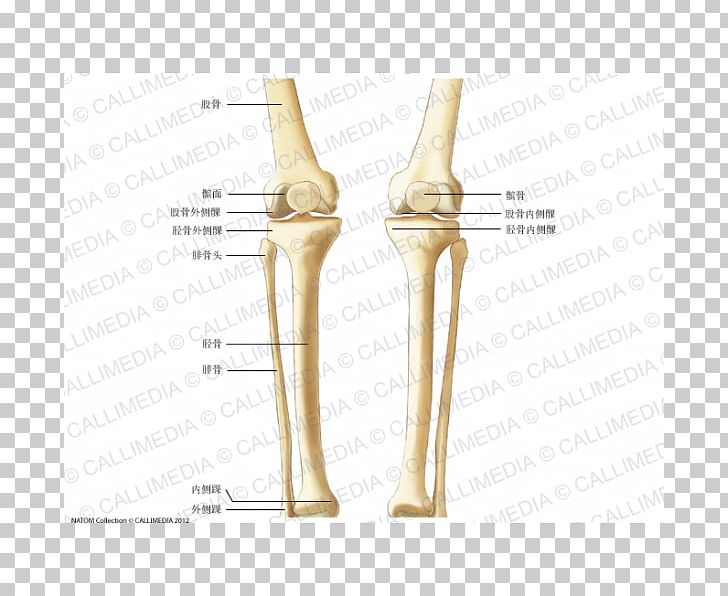 Knee Bone Crus Human Skeleton Anatomy PNG, Clipart, Anatomy, Angle, Arm, Bone, Brass Free PNG Download
