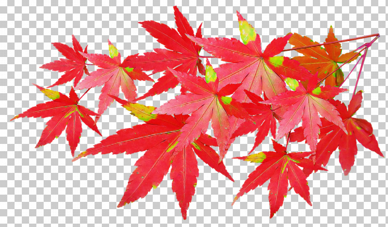 Maple Leaf PNG, Clipart, Autumn, Black Maple, Deciduous, Flower, Leaf Free PNG Download