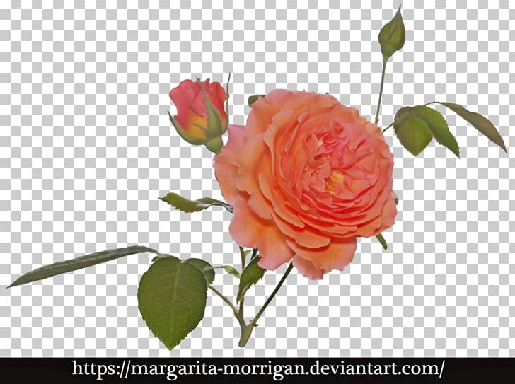 Garden Roses Cabbage Rose Flower Margarita Floral Design PNG, Clipart, Art, Artificial Flower, Cut Flowers, Deviantart, Floral Design Free PNG Download