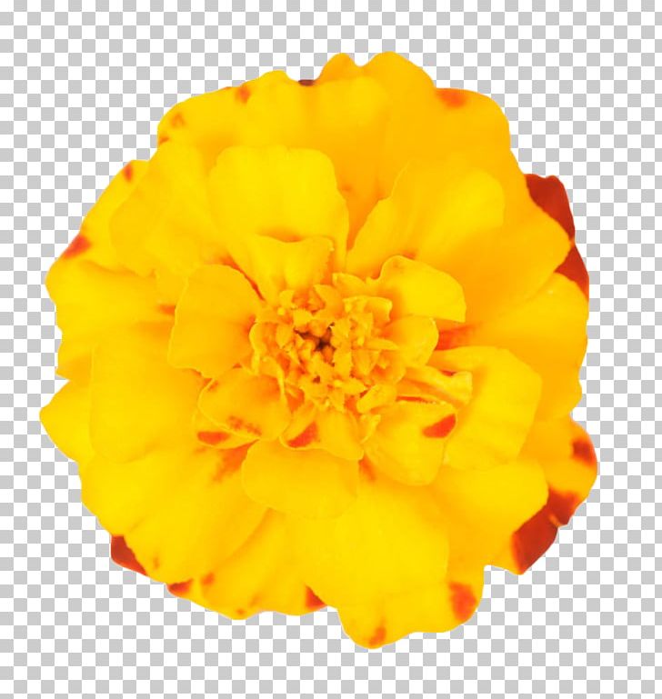 Mexican Marigold Flower Plant PNG, Clipart, Calendula, Chrysanthemum, Cut Flowers, Download, Flower Free PNG Download