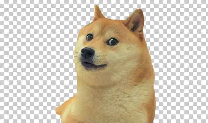 Shiba Inu Dogecoin Imgur PNG, Clipart, Alban, Canaan Dog, Carnivoran, Cryptocurrency, Dog Free PNG Download