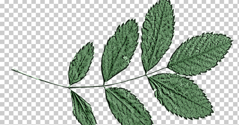 Leaf Plant Flower Tree Swamp Birch PNG, Clipart, Flower, Herb, Leaf, Mulukhiyah, Nettle Family Free PNG Download