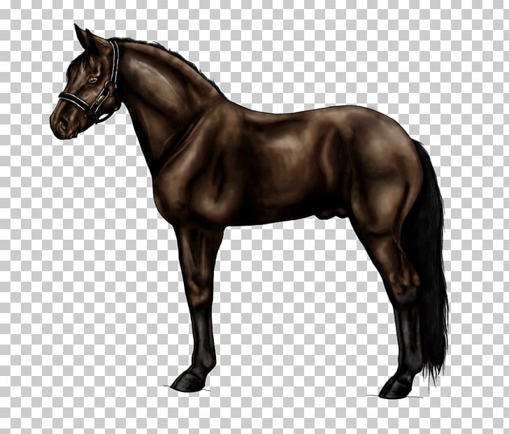 Dartmoor Pony Foal Mare Shetland Pony PNG, Clipart, Animal, Baloo, Bay, Black, English Riding Free PNG Download