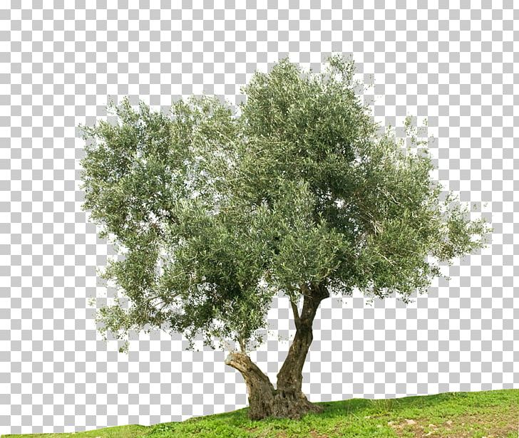 Greek Cuisine Olive Tree Stock Photography Mediterranean Basin PNG, Clipart, Branch, Food, Food Drinks, Grass, Greek Cuisine Free PNG Download