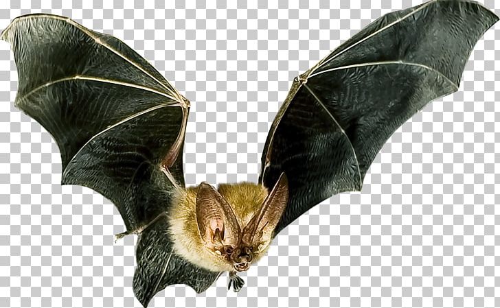Microbat Flight Bat Detector Animal PNG, Clipart, Animal, Animal Echolocation, Animals, Bat, Bat Detector Free PNG Download