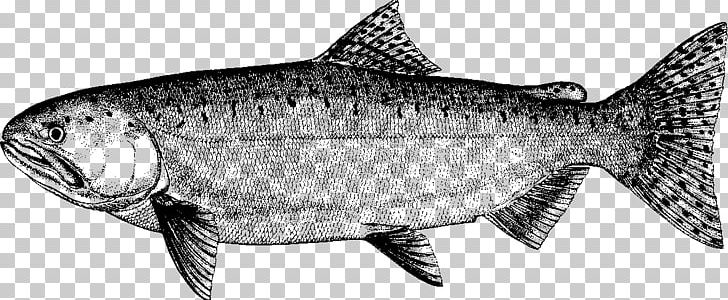Sardine Fish Products Salmon Cod Milkfish PNG, Clipart, Animal, Animal Figure, Biology, Black And White, Bony Fish Free PNG Download