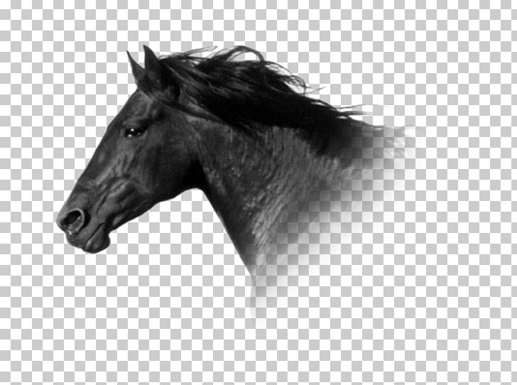 Connemara Pony Mane Mustang Stallion PNG, Clipart, Black And White, Breed, Bridle, Canter And Gallop, Connemara Pony Free PNG Download