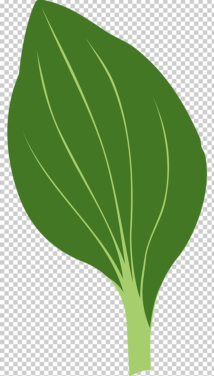 Drawing Leaf PNG, Clipart, Drawing, Flora, Grass, Green, Green Leaves Free PNG Download