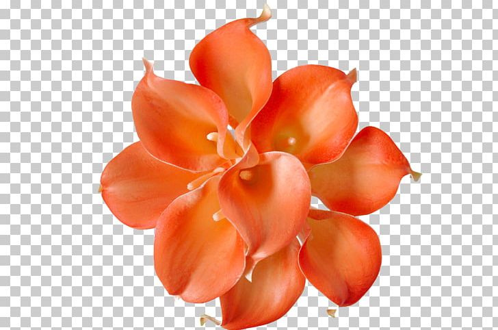 Flower Petal Close-up Peach PNG, Clipart, Callalily, Closeup, Flower, Nature, Orange Free PNG Download