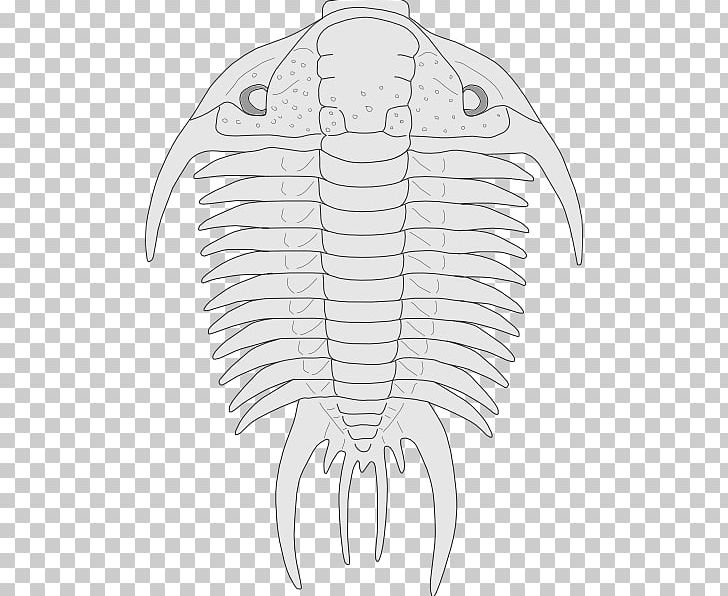 Fossil Trilobite PNG, Clipart, Arm, Artwork, Asaphus, Black And White, Bone Free PNG Download