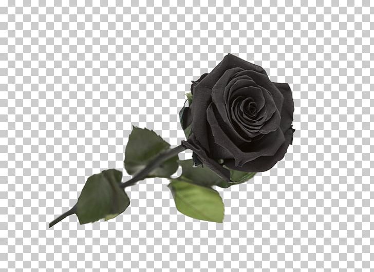 Garden Roses Black Rose Flower PNG, Clipart, Artificial Flower, Black, Black Rose, Cut Flowers, Electrolux Free PNG Download