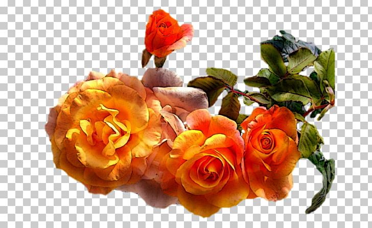 Garden Roses Popular Flowering Plants Cut Flowers Photography PNG, Clipart, Autumn, Blog, Cut Flowers, Floral Design, Floristry Free PNG Download