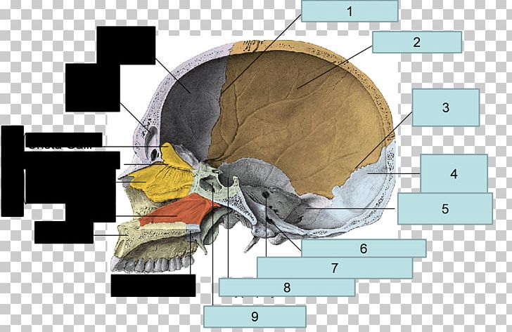 Jaw Angle PNG, Clipart, Angle, Ear, Jaw, Process Free PNG Download