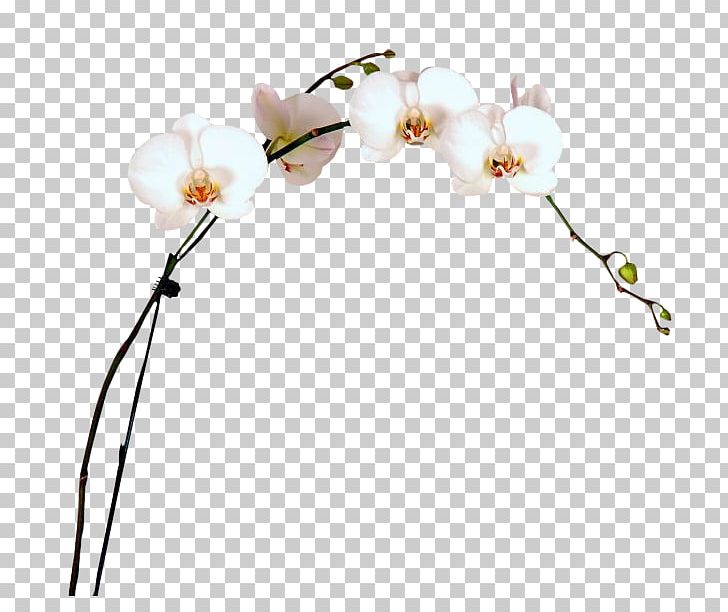 Moth Orchids Cut Flowers Plant Stem Twig PNG, Clipart, Blossom, Body Jewellery, Body Jewelry, Branch, Cut Flowers Free PNG Download