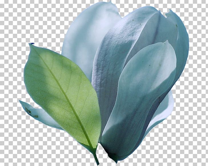Petal Leaf Flowering Plant Turquoise PNG, Clipart, Bayou, Flower, Flowering Plant, Flowers, Kaz Free PNG Download